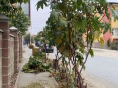 Сүрөт унаа BMW Z4