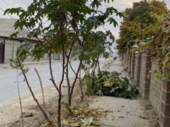 Сүрөт унаа BMW Z4